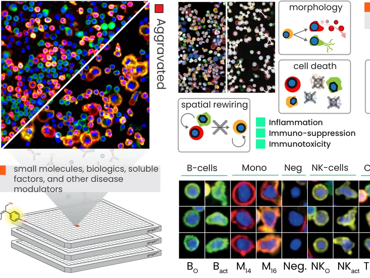Immune cells imaged at rest and aggravated, with the functional endpoints read from them